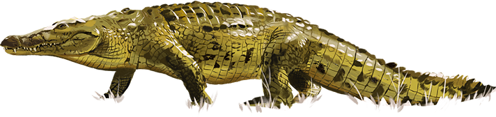 ilustração do animal