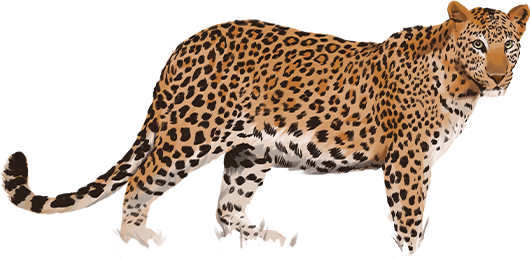 ilustração do animal