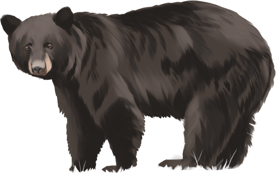 ilustração do animal